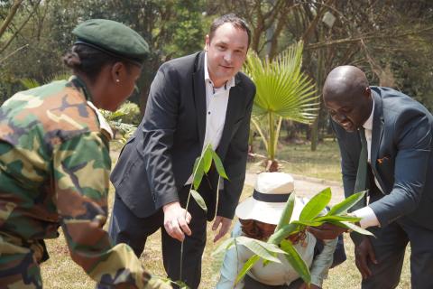 Tree planting session